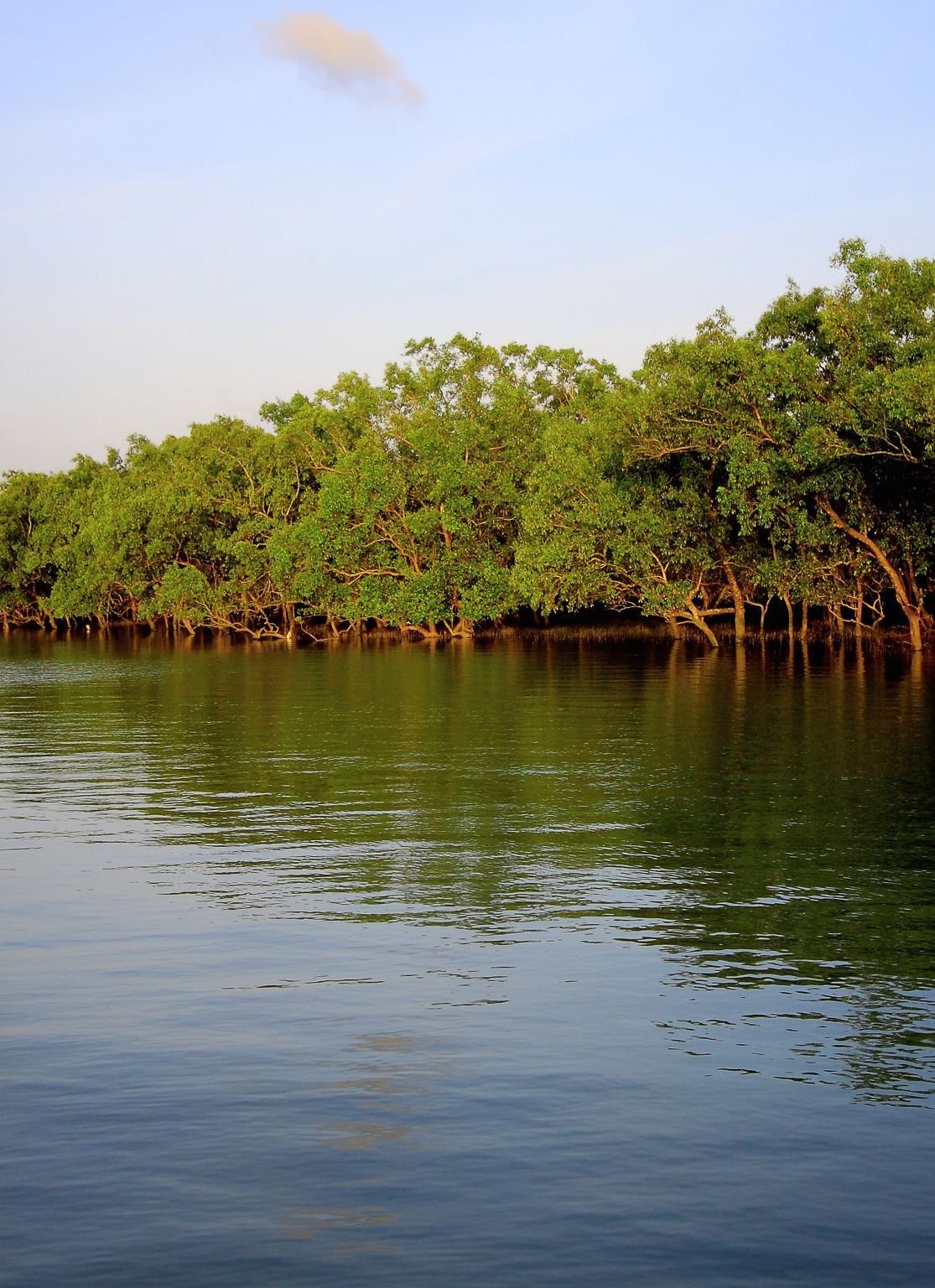 Sundarban