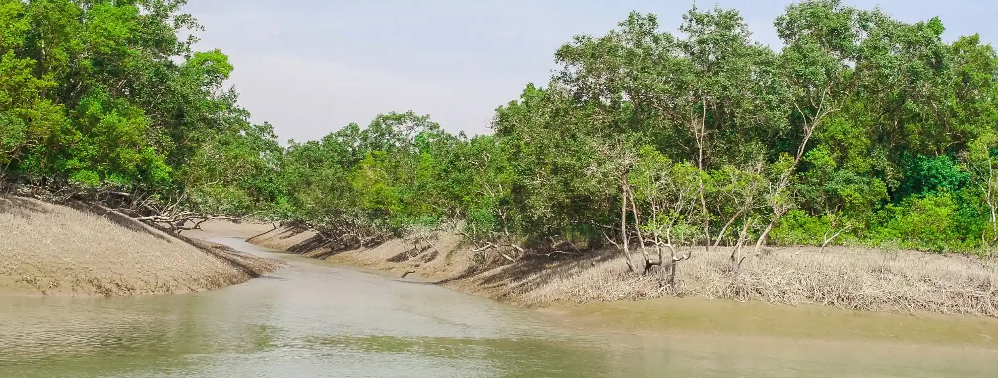 Sundarban