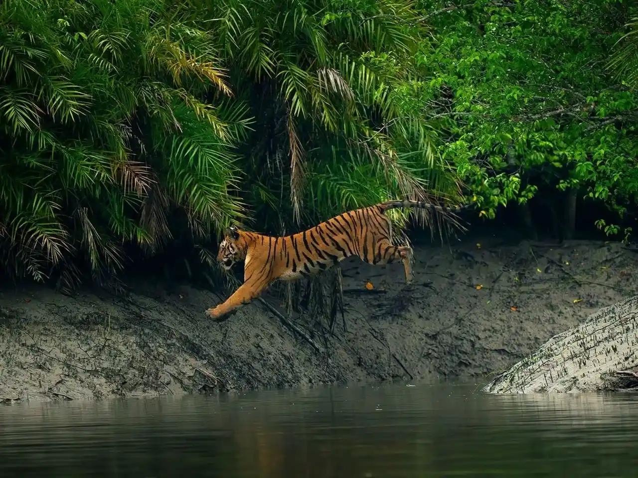 Wildlife