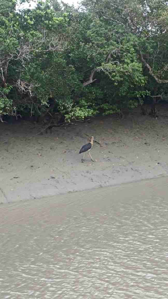 Sundarban Wildlife